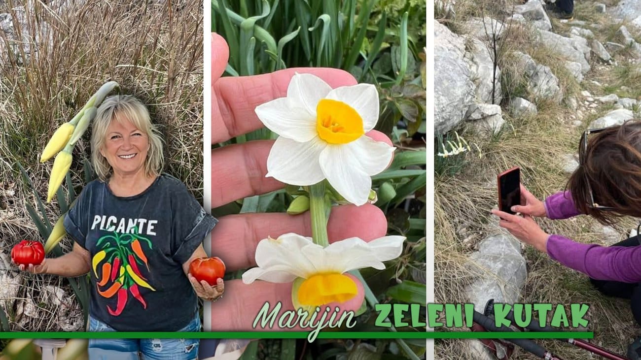 Fatalnost, manipulacija i ljepota. Cvijet koji šapuće istinu: Zašto su narcisi puno više od proljetne ljepote