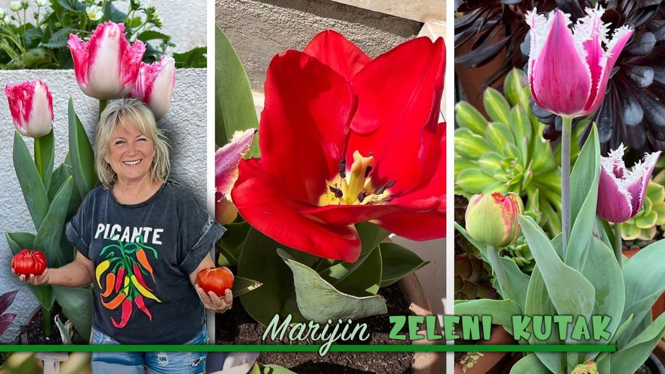 “‘Nisi normalna, kako ne voliš tulipane?’ – godinama san to slušala, a danas ih želim u svim bojama"