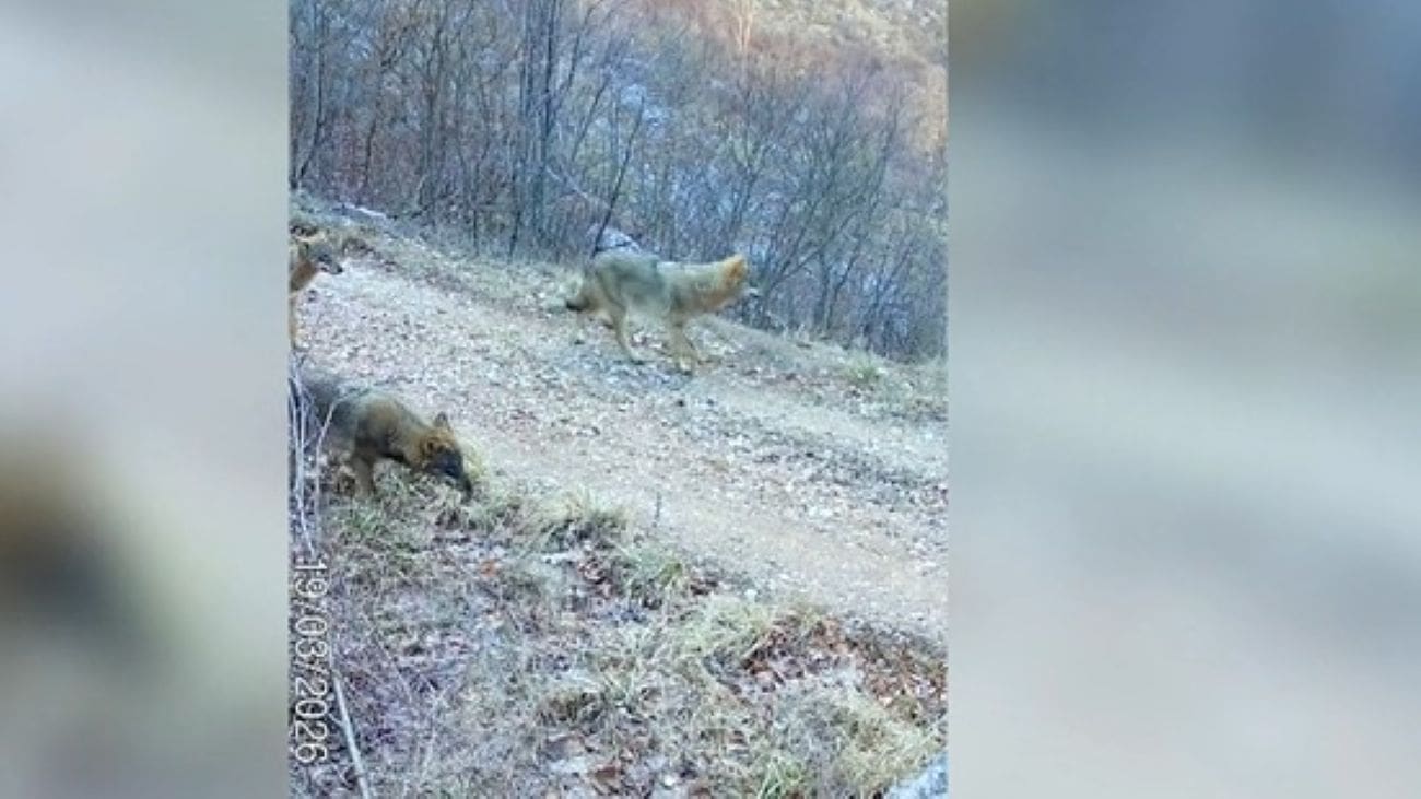 Fascinantna snimka: Ovako izgleda kretanje čopora vukova