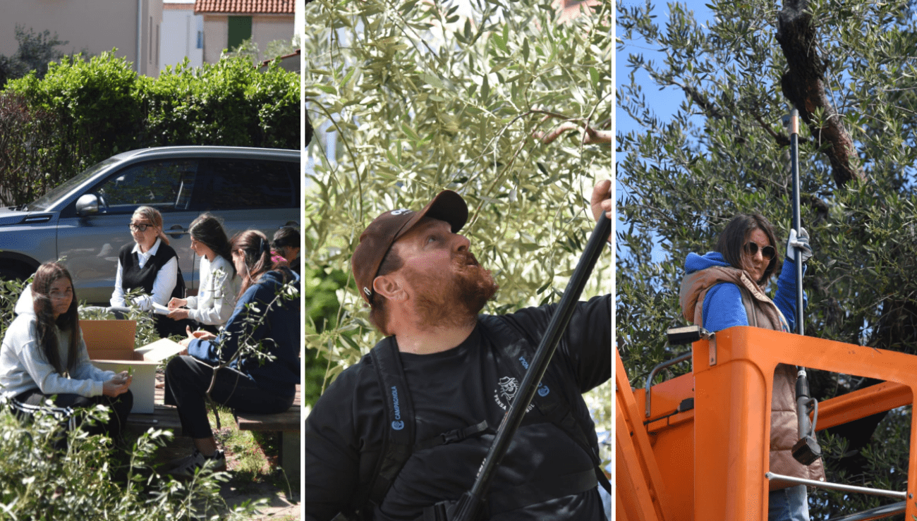 Obavljena rezidba i zaštita simbola Kaštela. "Stara maslina kao mladica".