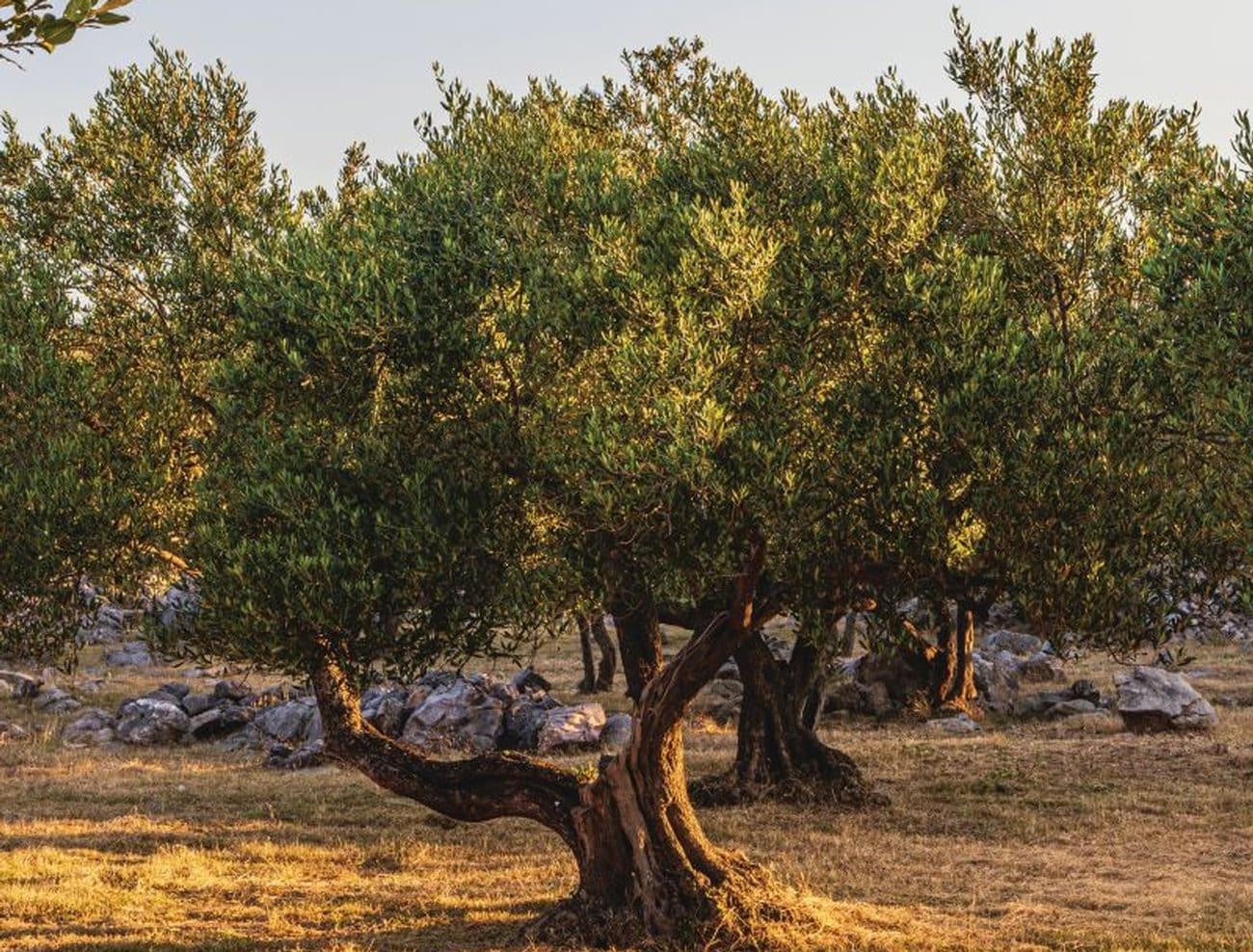 Ekološko maslinarstvo između ideala i stvarnosti: Ima li smisla i pod kojim uvjetima?