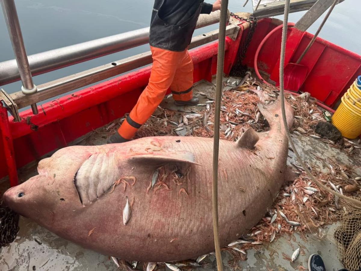 VIDEO Ribari u Bračkom kanalu imali susret s gigantom Jadrana! Uhvatili su ga u mreže, onda su svi ostali u šoku…