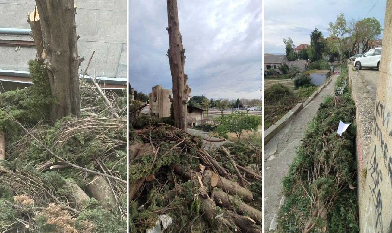 Sječa drvoreda u Splitu podigla prašinu i izazvala bijes građana: "Po čijem nalogu? Zašto? Kako misle nadoknaditi zelenilo, pluća grada? Ovo je užas"