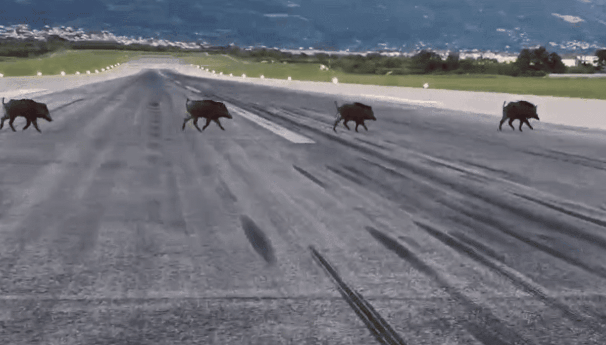 Nevjerojatna scena na splitskom aerodromu: Divlje svinje trče po stazi, imamo video