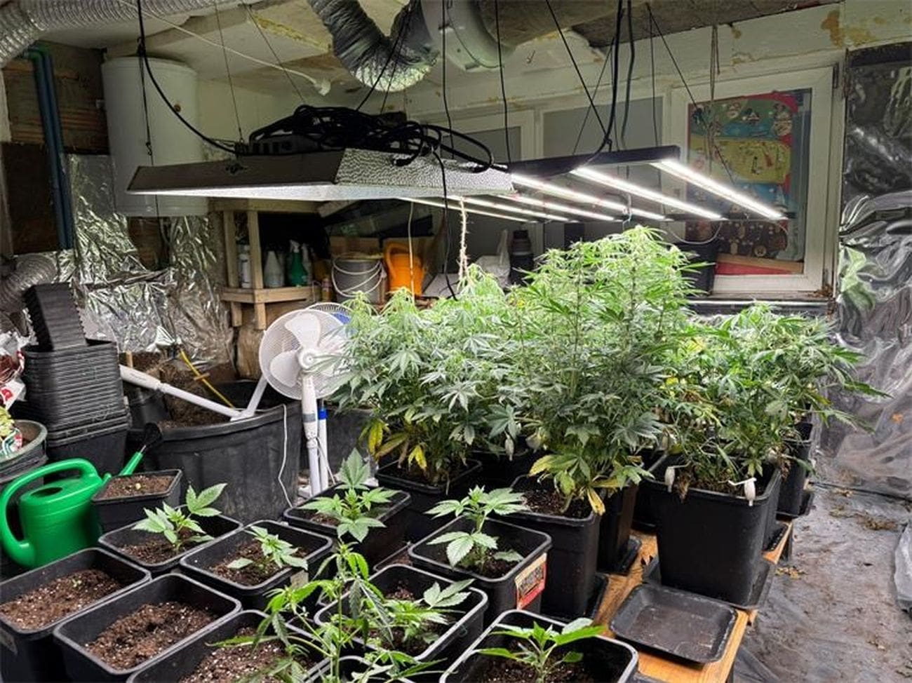 U Rogoznici pronađena velika količina droge i 163 stabljike konoplje, uhićen 45-godišnjak