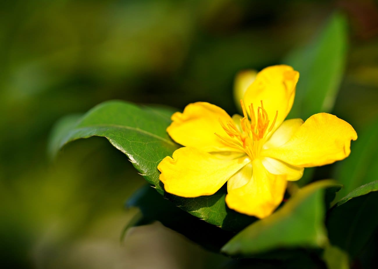 Zašto svi ponovno otkrivaju kantarionovo ulje? Starinski lijek kojeg moderna kozmetika ne može zamijeniti