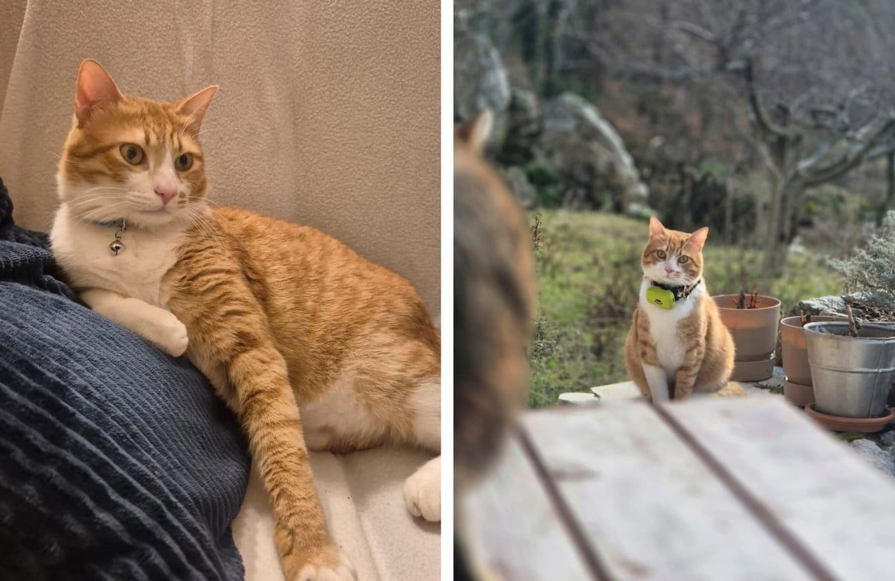 Na području Rudina nestao mačak Kiwi, vlasnica sumnja i na krađu