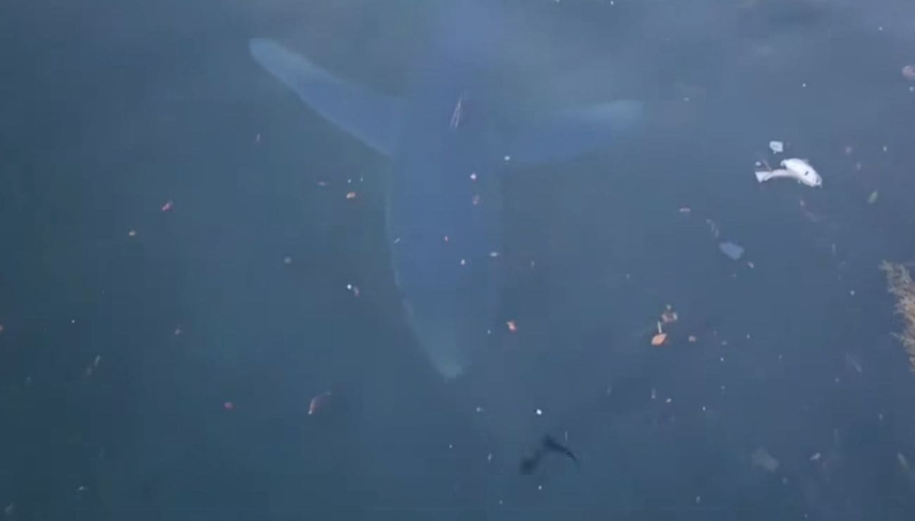 Pero Ugarković: Modrulji se vraćaju uz obalu, ali panika je – nepotrebna