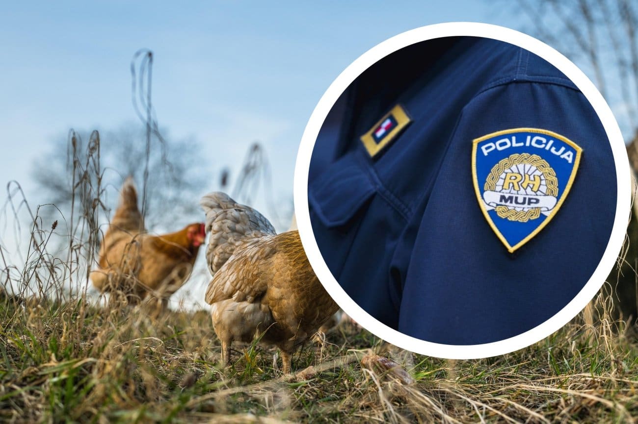Šibenik: Muškarac usmrtio 20 kokoši i dva pijetla, policija reagirala