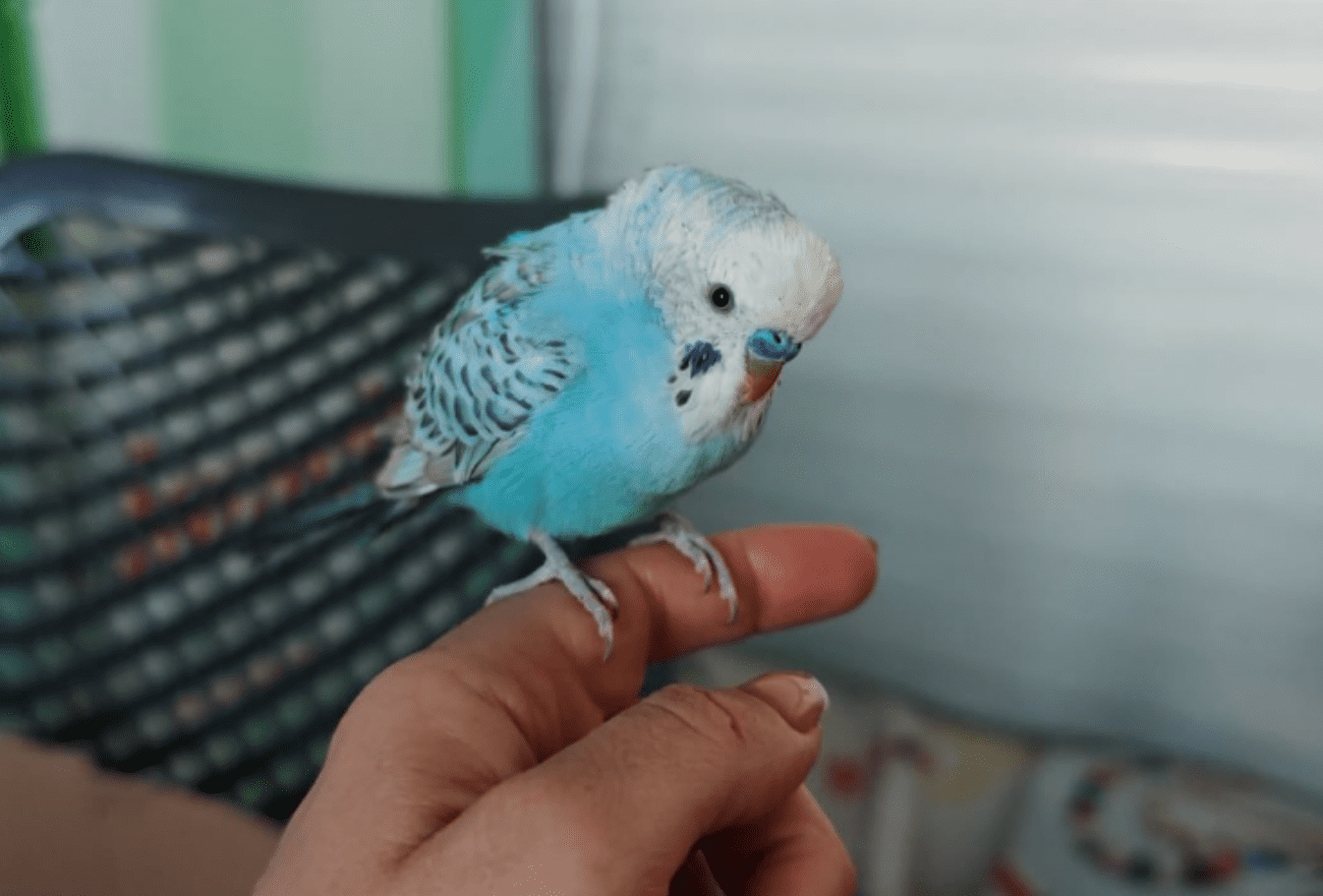 Papiga doletjela u Lude babe: Traži se vlasnik