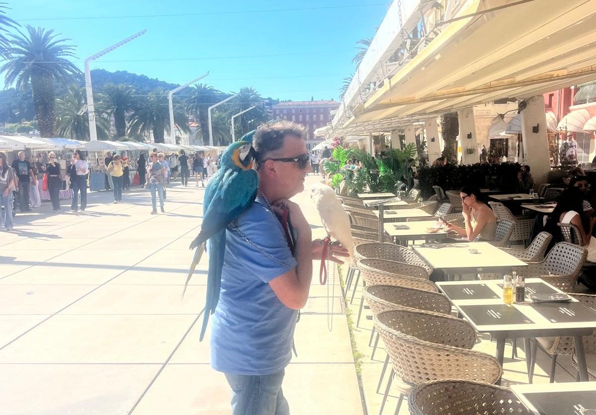 Koliko papiga vidite na ovim fotografijama?