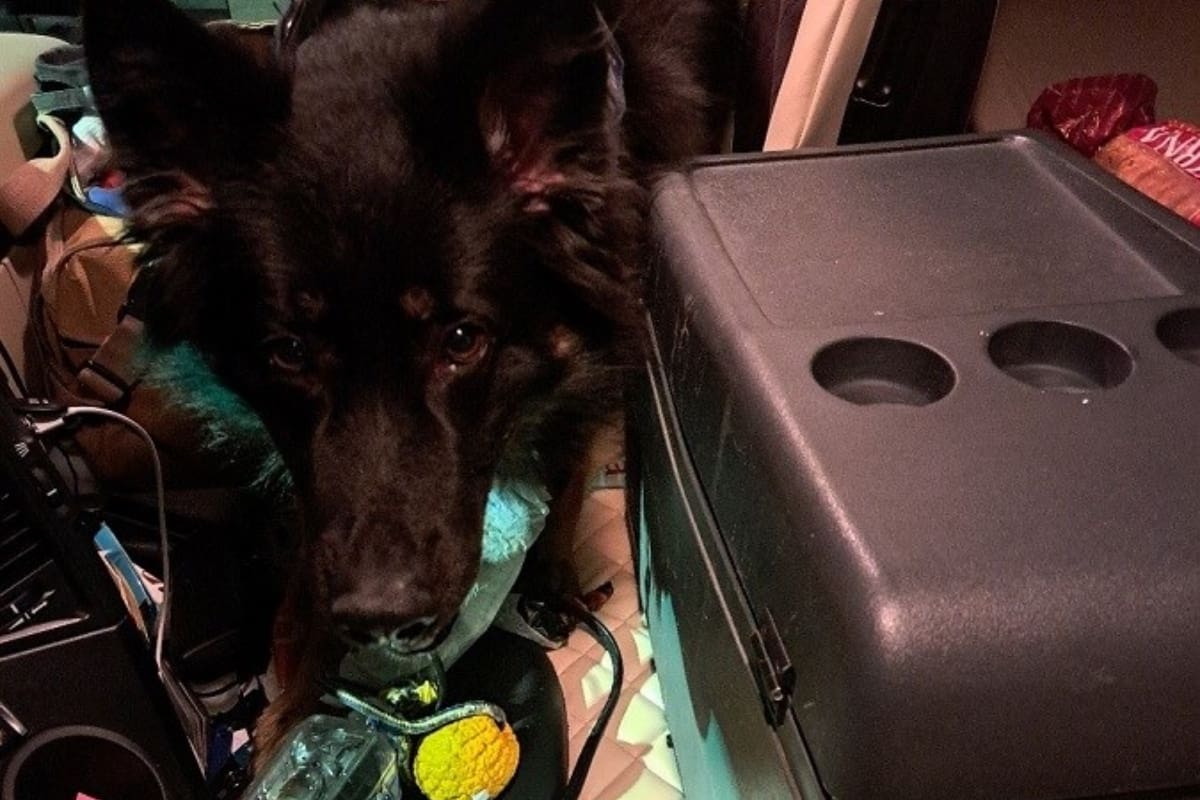 Pas 'Buli' otkrio skriveno bogatstvo u kabini kamiona, vozač iz Srbije kažnjen