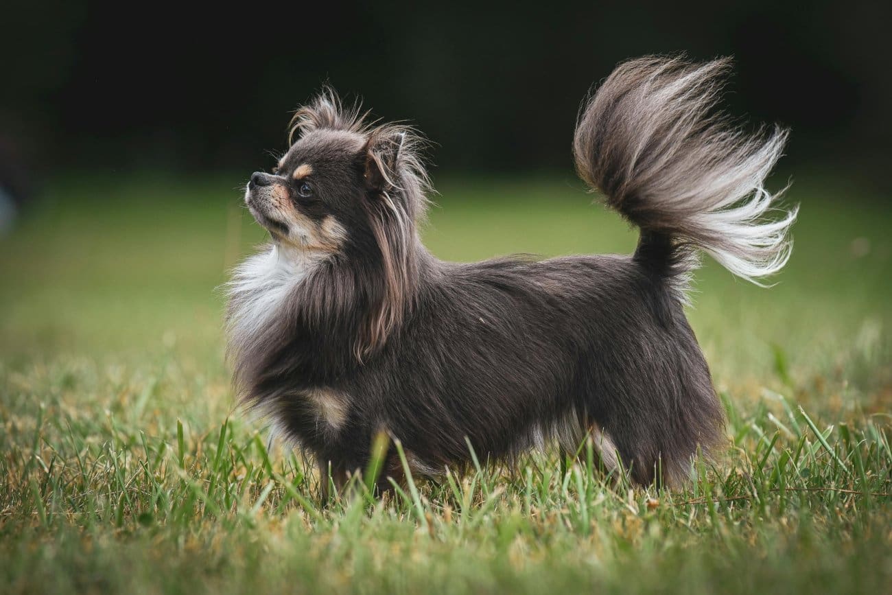 Noćna mora stanara zbog susjedovog psa: 'Živim u svom stanu i non-stop cucak ispod mene laje'