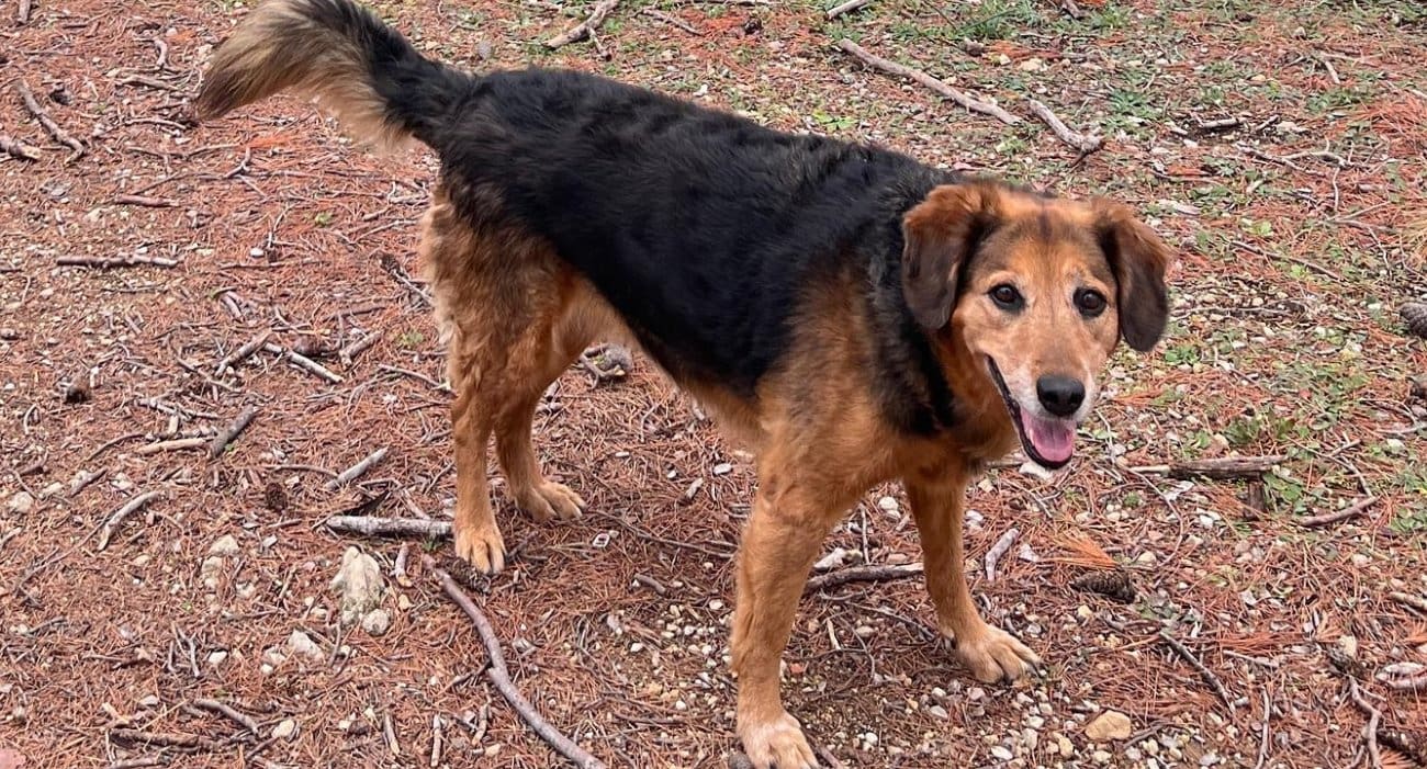 Pas pobjegao nakon prometne nesreće u Žrnovnici, građani pozvani na oprez i pomoć