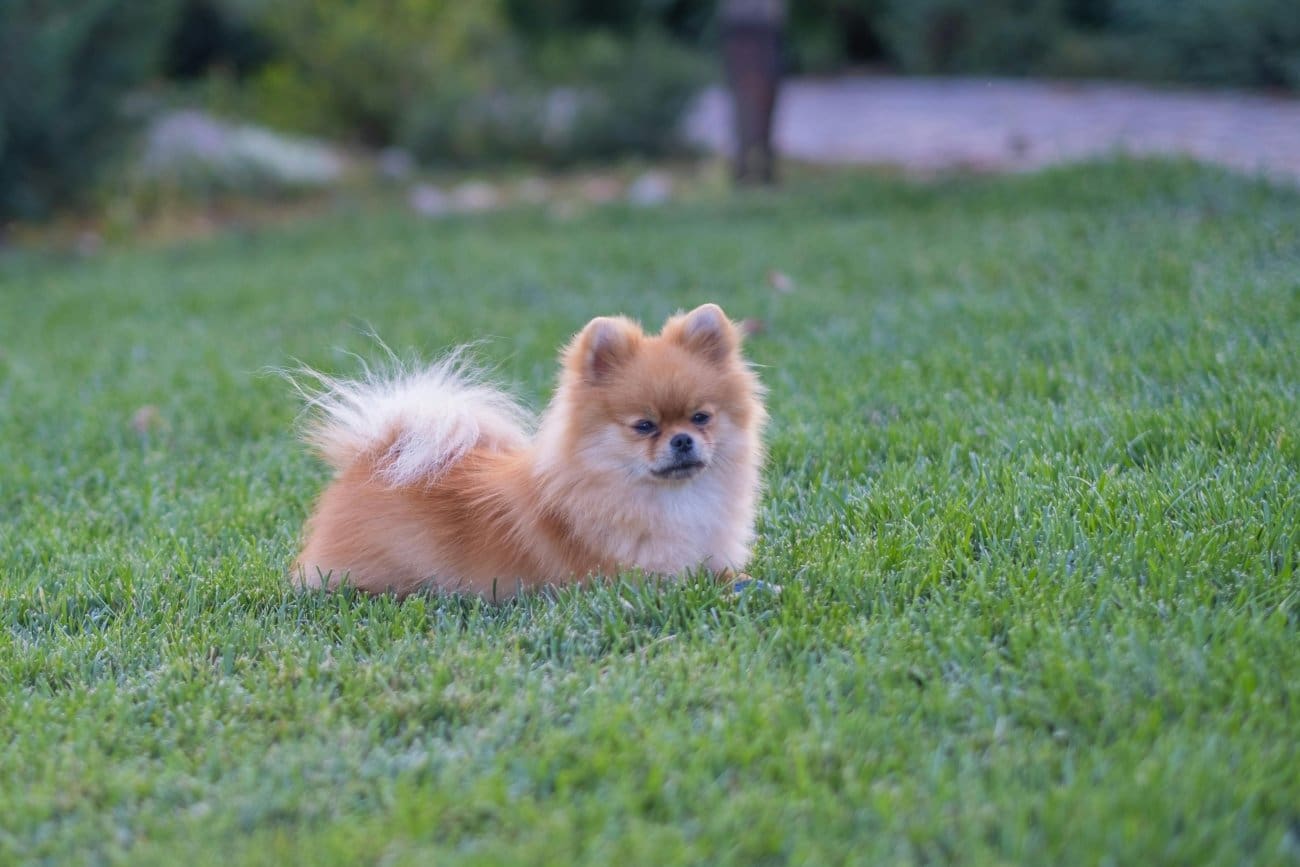 Žena pomazila psa po glavi, a onda je eskaliralo: "Vidio sam frajera u trenirci, cijelog nabijenog, s istetoviranim trnovom krunom na ruci"
