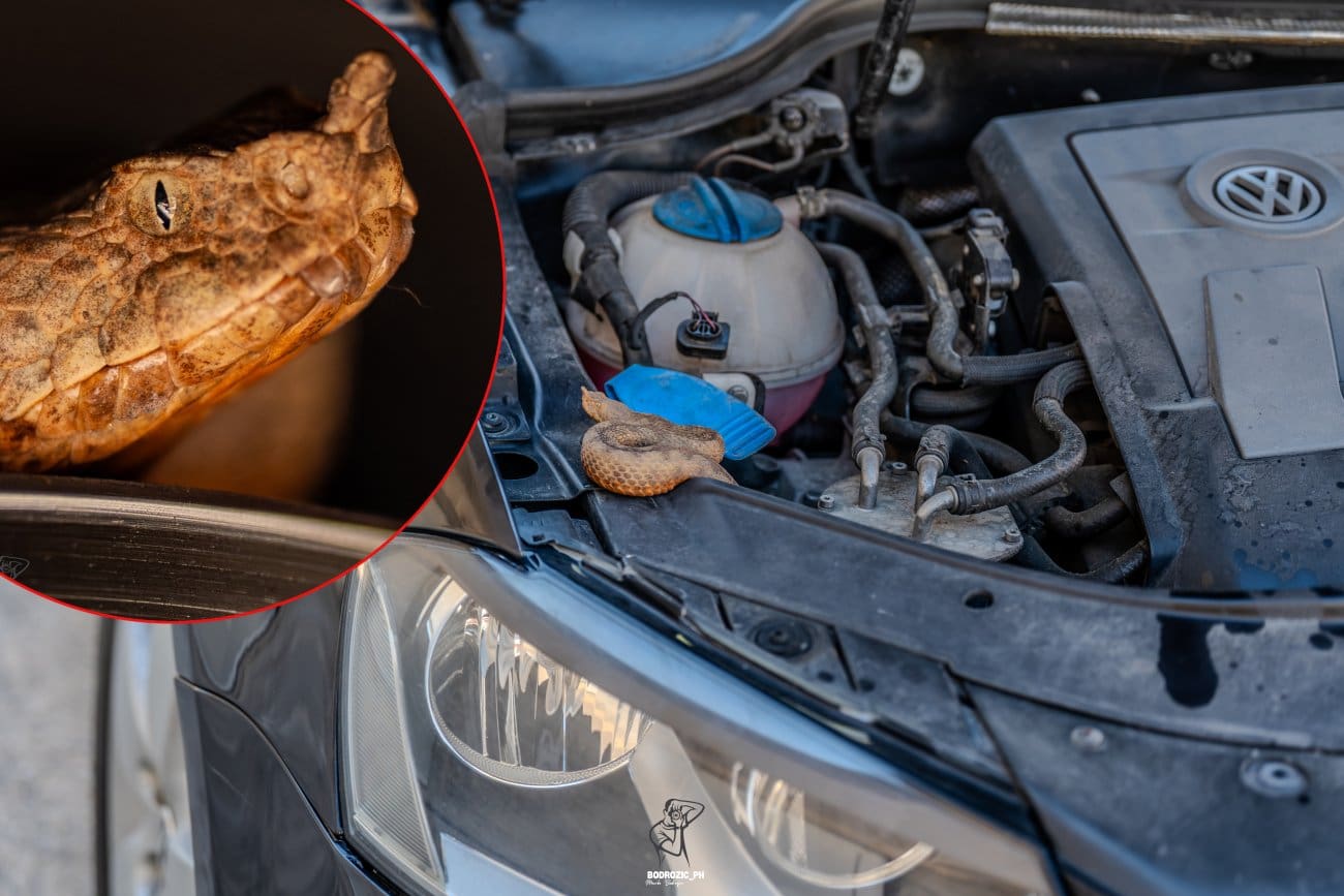 Pošteno se udomaćio! Topliji dani donose i neželjene 'goste' u automobilima: Izbliza snimio što mu se zavuklo ispod haube