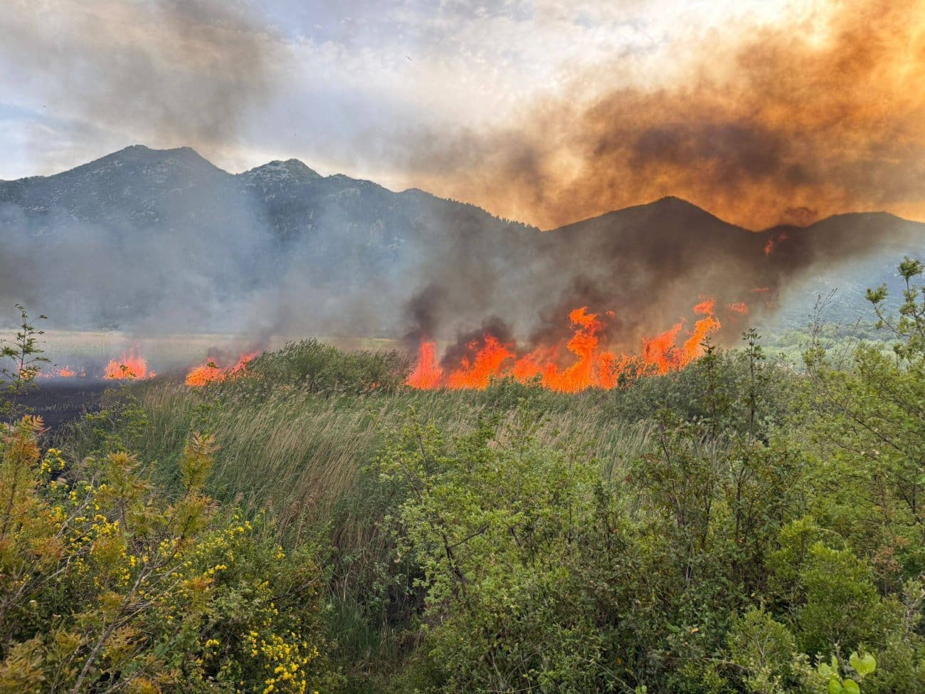 FOTO Požar planuo u Dalmaciji. Dva vatrogasna društva su na terenu