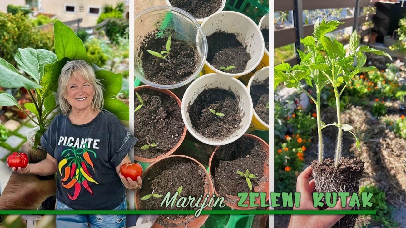 Da bi sadnice imale najviše šanse da uspiju nakon presađivanja, ovo je nekoliko ključnih savjeta