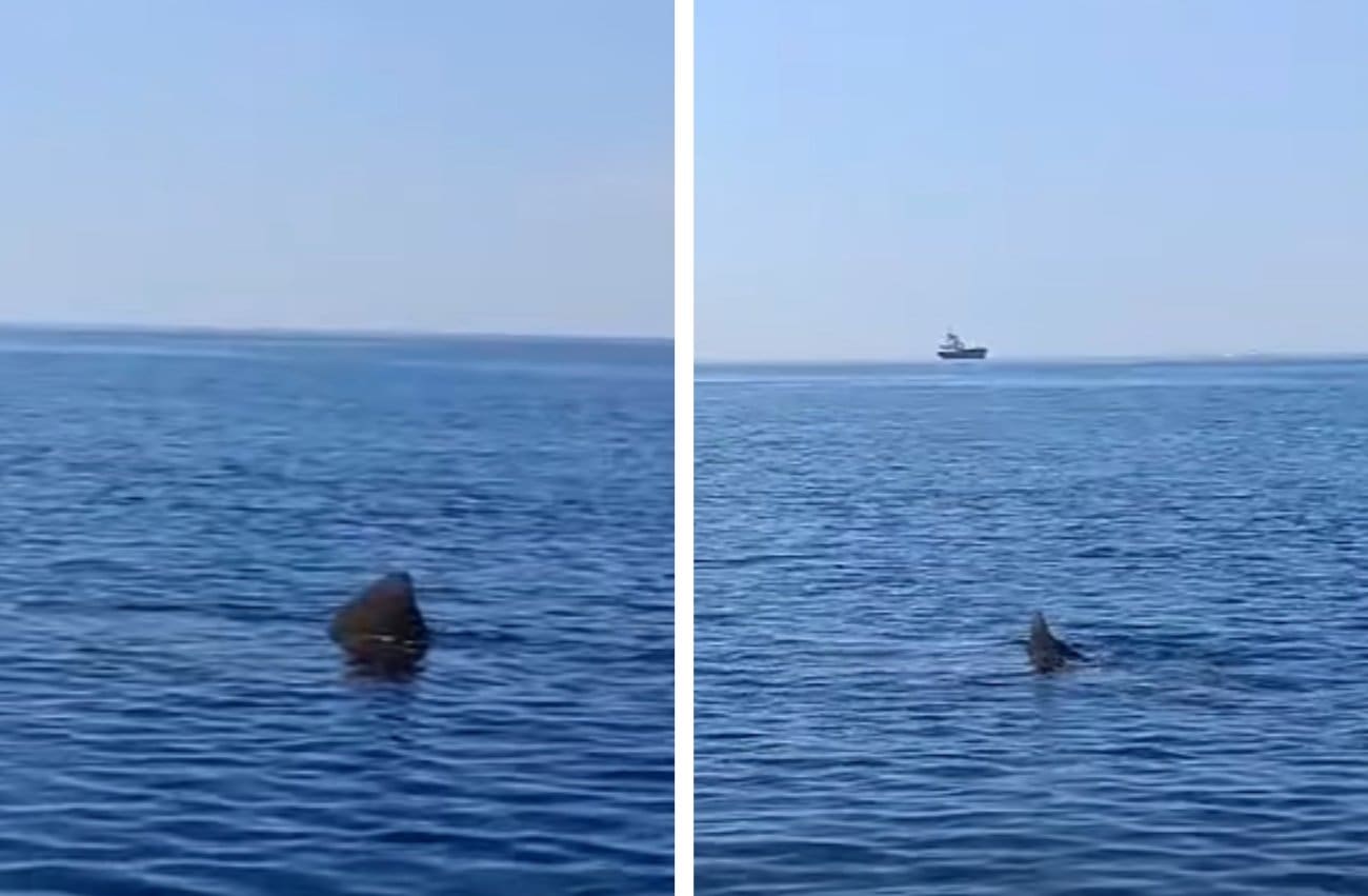 VIDEO Golema psina ponovno u Jadranu: Mirno plivala među brodicama