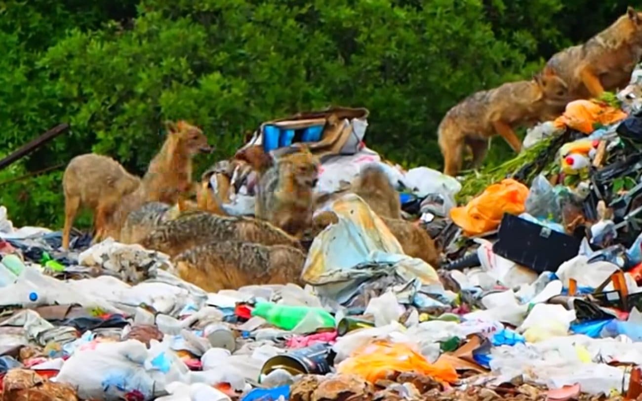 VIDEO Prizor iz Dalmacije kaos iz horor filma: "Rade umjesto lešinara"