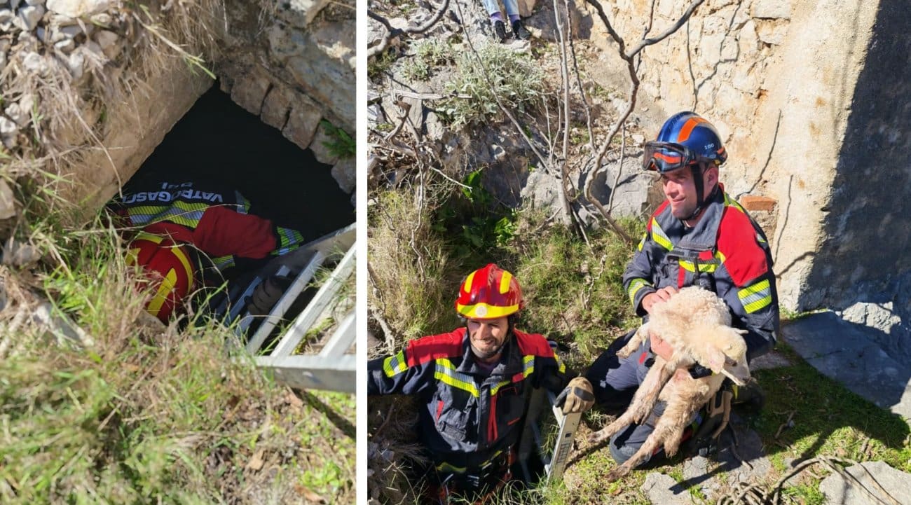 Akcija spašavanja na Uskrs: Janje upalo u četiri metra duboku rupu, vatrogasci ga izvukli