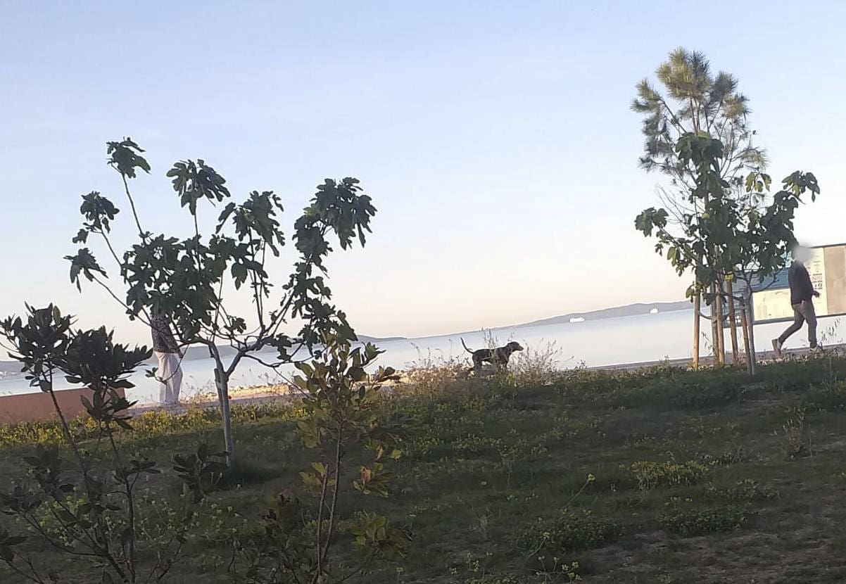 Splićanka upozorava: "Psi bez povodca na Žnjanu stvaraju nesigurnost"