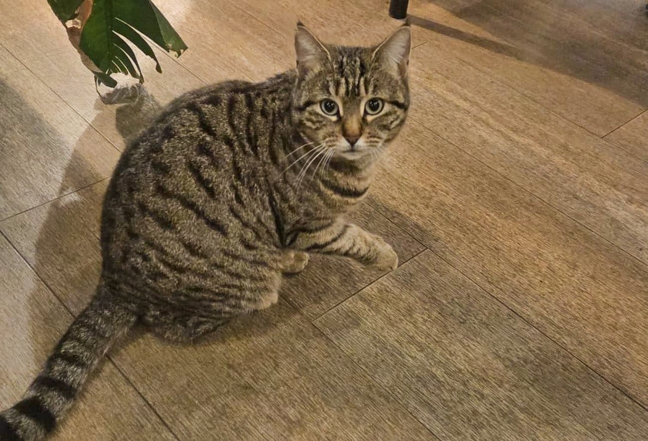 Milena je nestala preko noći: Omiljena maca iz Kaštel Starog bez traga! Jeste li je vidjeli?