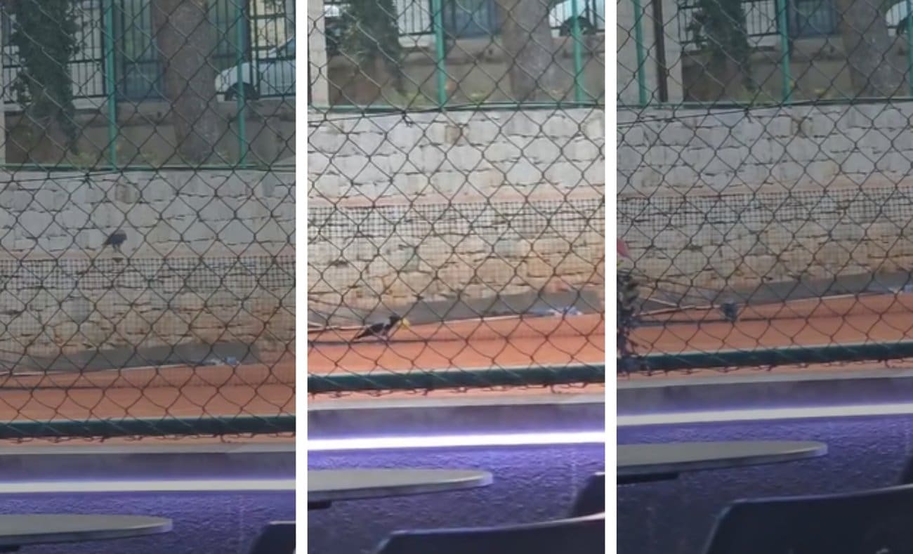 Vrana na Firulama zaigrala tenis i oduševila Splićane: "Ni jednom nije poslala lopticu u aut!"