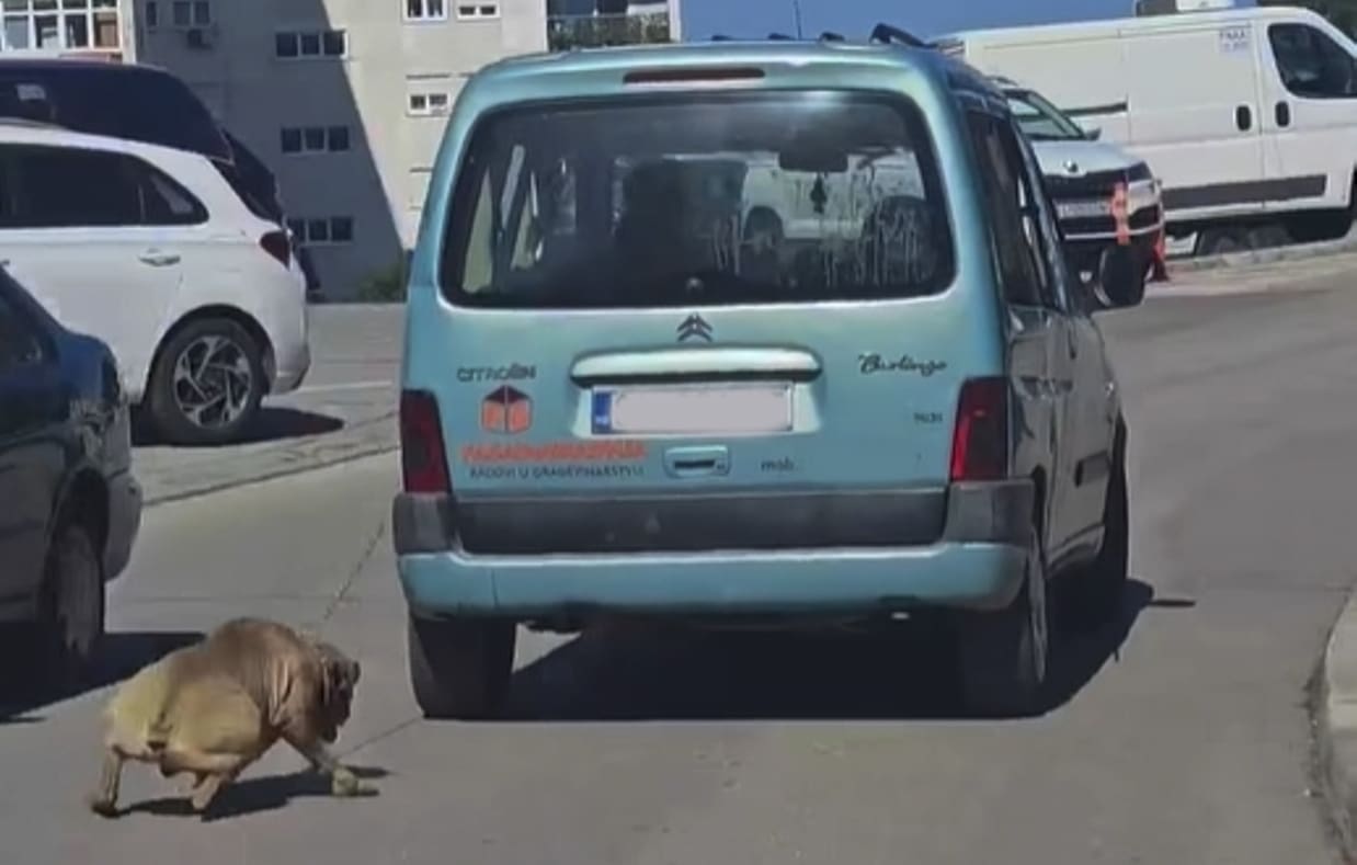 UZNEMIRUJUĆA SNIMKA Užas u Šibeniku: Vezao psa za auto i vukao ga po cesti