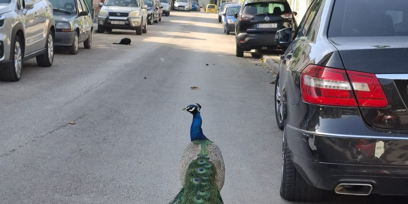 Možete li pogoditi koji je ovo kvart? Paun prošetao cestom i nakratko zaustavio promet
