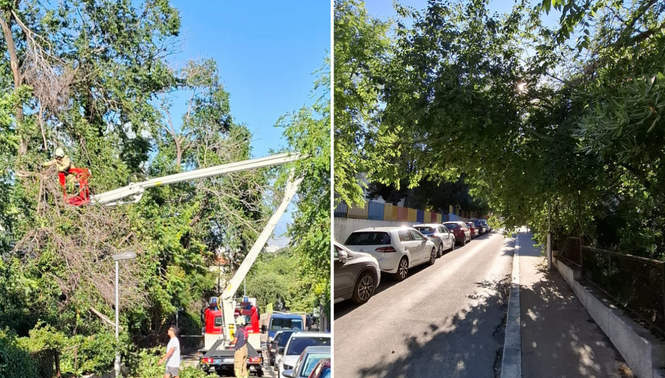 Uklonjena opasna stabla na Mandalinskom putu, intervenirali splitski vatrogasci
