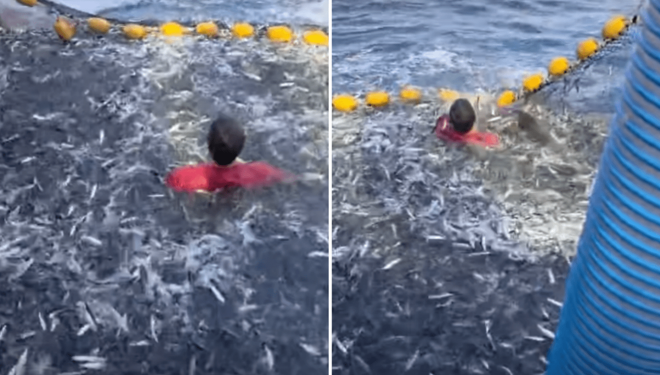 VIDEO Dupin zapeo u ribarsku mrežu u Jadranu, ribar u donjim gaćama skočio da ga spasi