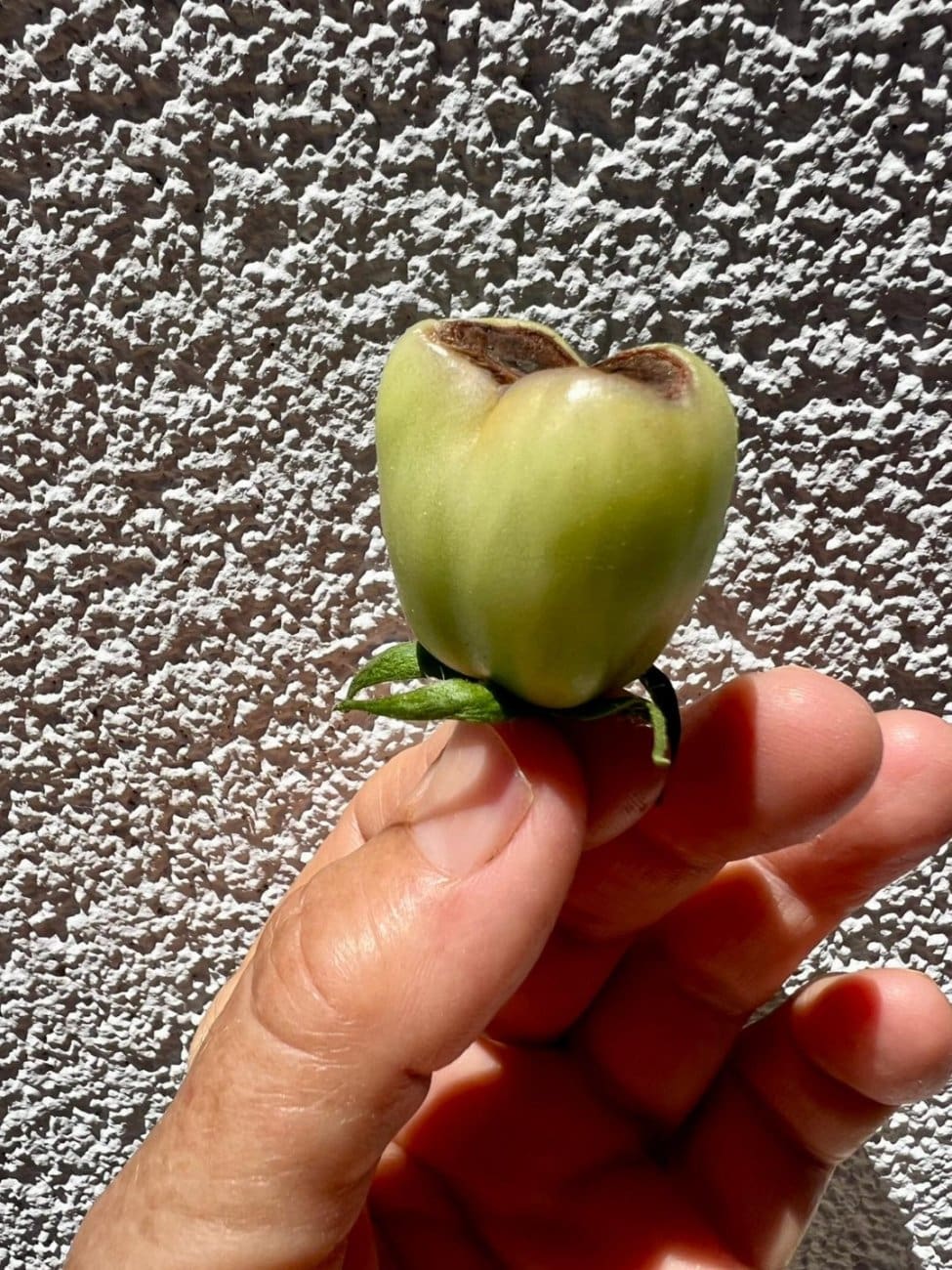 pome trulez 1