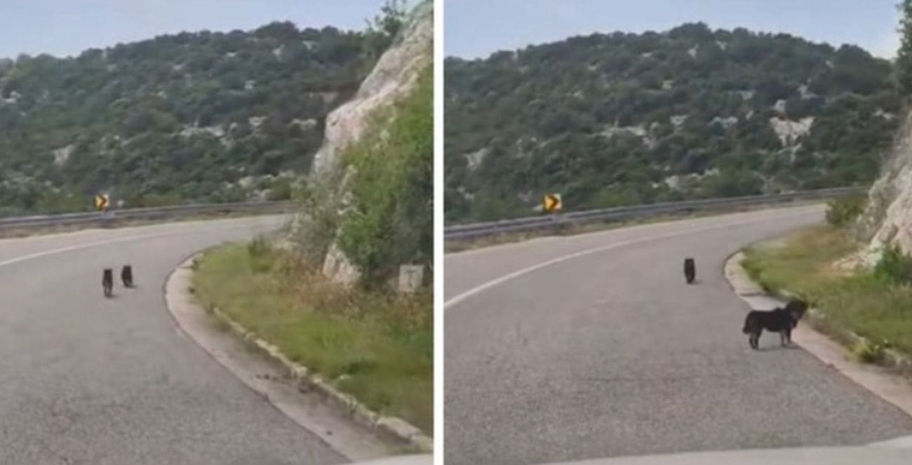 VIDEO Netko je izbacio štence na cestu. Grad odgovorio: "Ovo se neće tolerirati"